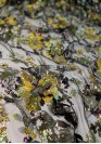 Нарядная сетка с цветочной вышивкой пайетками 